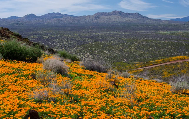 peridot mesa wildflower viewing