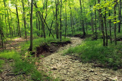 greenery and trees can indicate ancient riverbed