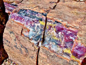 rainbow colored petrified wood from arizona