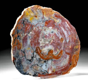huge cut slab of arizona petrified wood