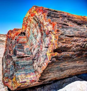 huge trunk of petrified wood in arizona national park 