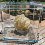 Perfect Saint David Desert Rose for sale and found by Regina Cal, Rustic Skills