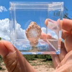 Crystal Clear Pink Selenite Mineral Specimen for sale and found by Regina Cal, Rustic Skills